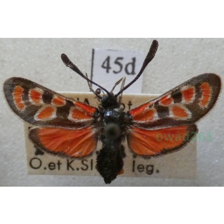 Zygaena orana nedroma Oberthür, 1881 Algieria45d
